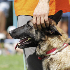 rally obedience, obedience, sport cinofili